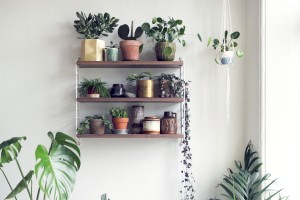 Little Green Fingers - plants on shelf