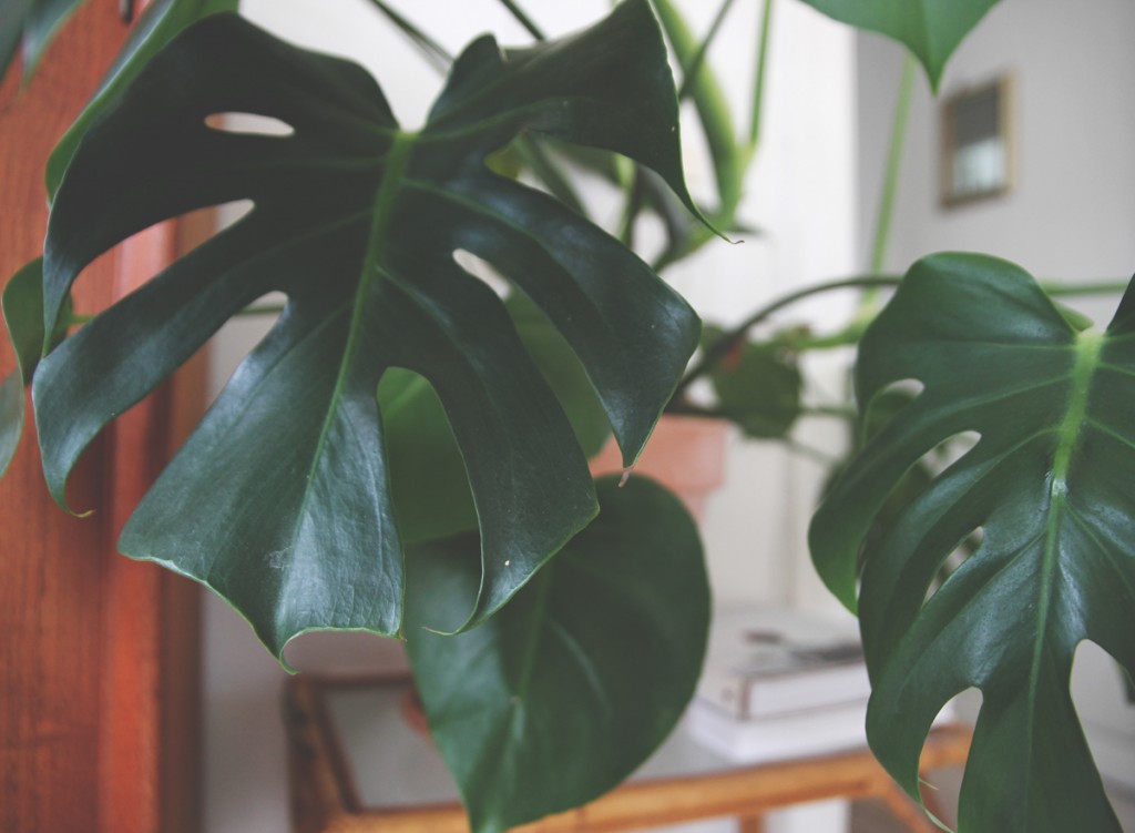 monstera deliciosa